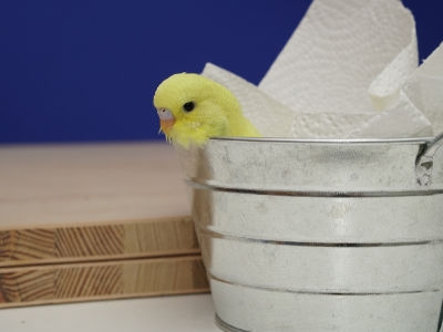 Eine Dame in der Wanne